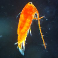 18 - Guillaume Grosbois